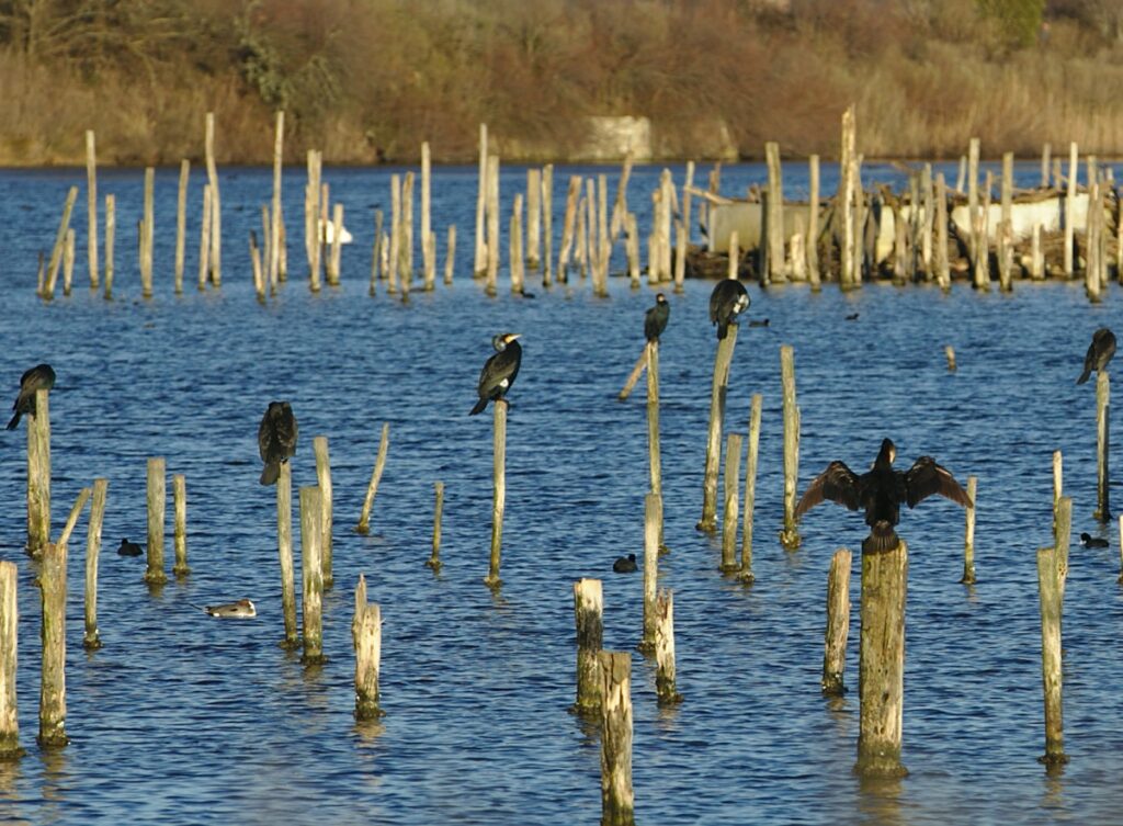 La réserve ornithologique du Teich