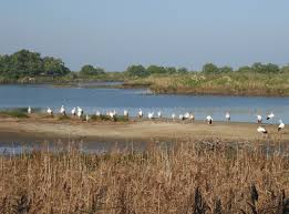 Découvrez les richesses ornithologiques du Bassin d’Arcachon