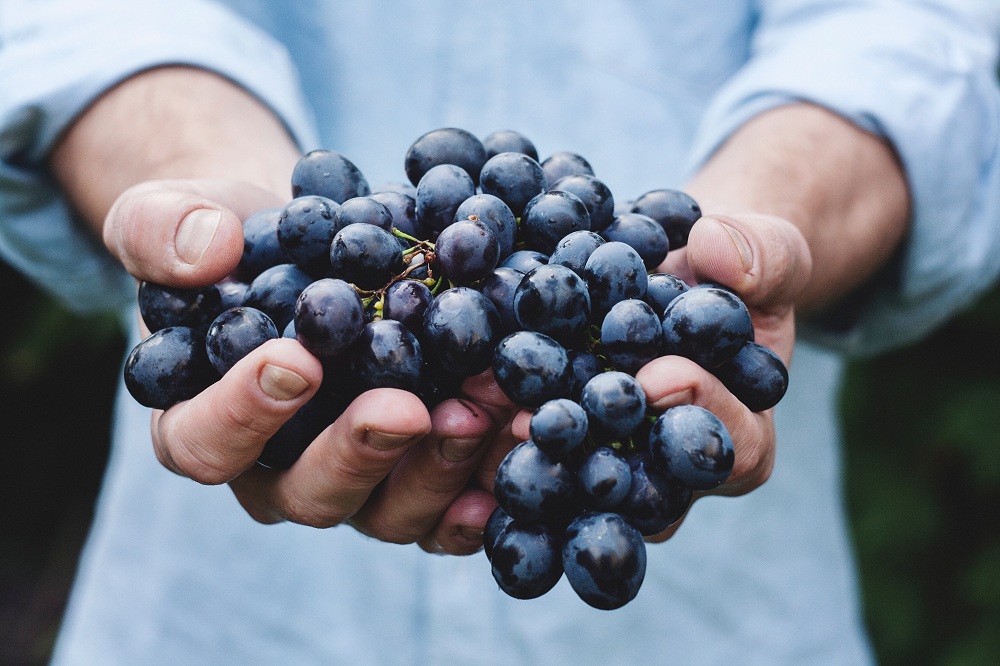 La Fête du raisin de Fréjus