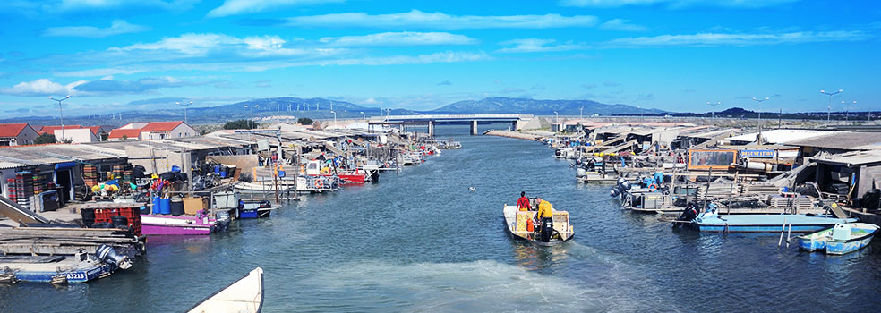 Découvrez Port Leucate et son centre ostréicole