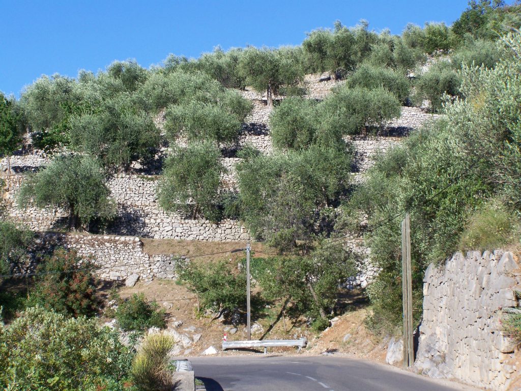 L’huile d’olive : un savoir-faire de Sainte Maxime