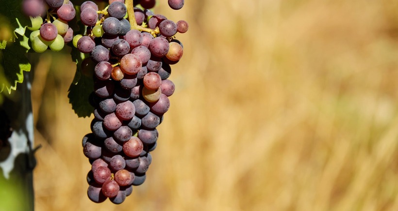 Profitez de la Fête des Vendanges à partir du 4 Septembre 2020 à Sainte Maxime
